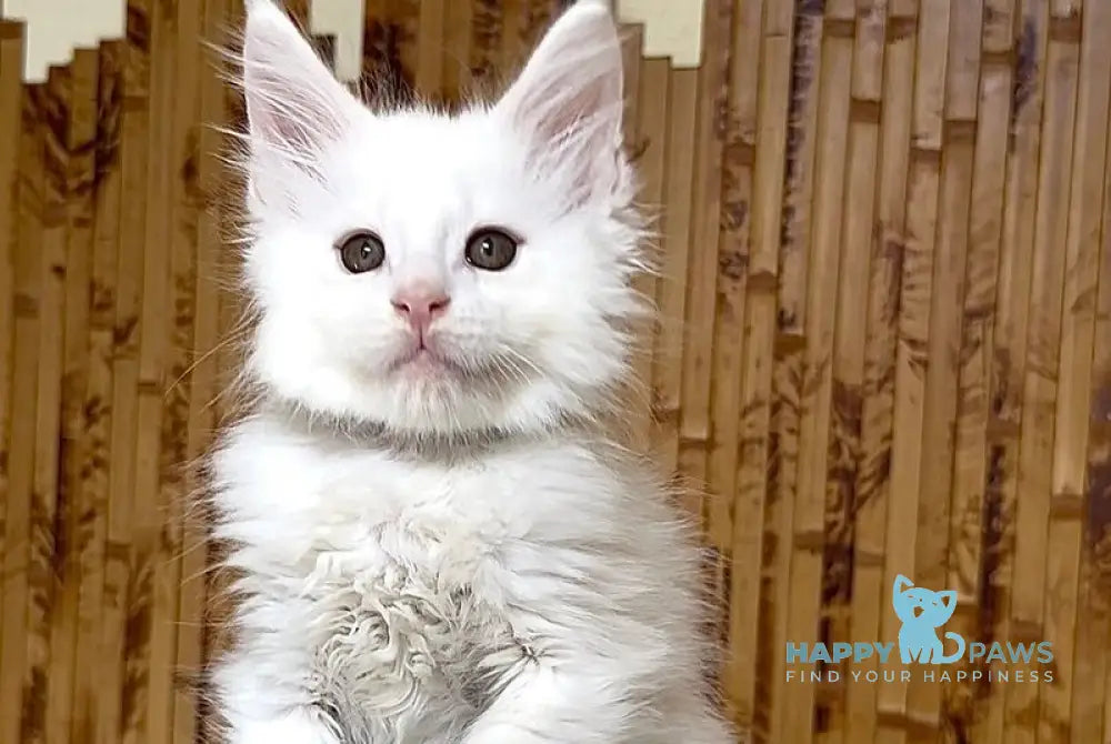 Sebastian Maine Coon polydactyl male white live animals