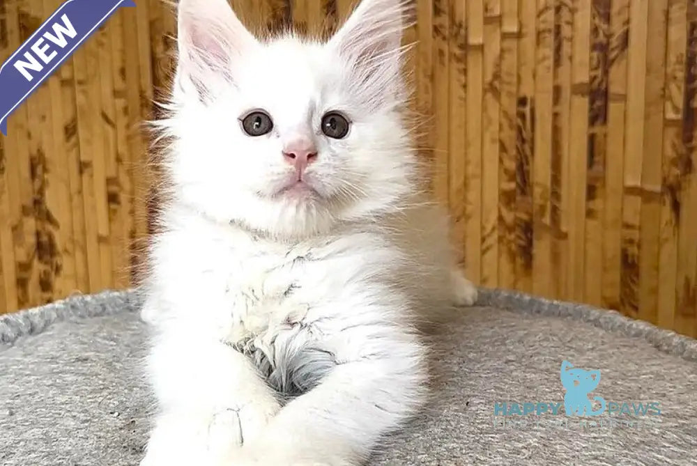 Sebastian Maine Coon polydactyl male white live animals