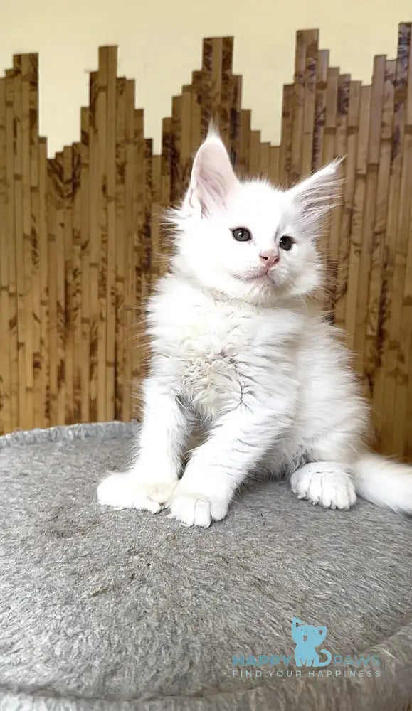 Sebastian Maine Coon polydactyl male white live animals