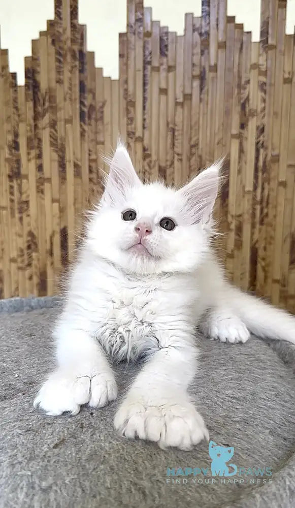 Sebastian Maine Coon polydactyl male white live animals