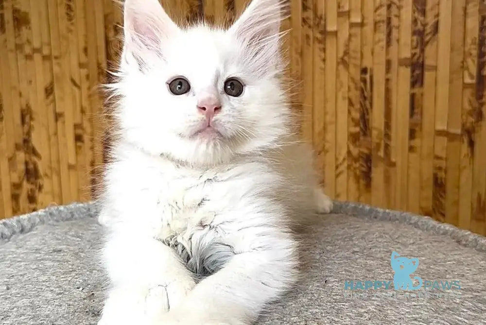 Sebastian Maine Coon polydactyl male white live animals