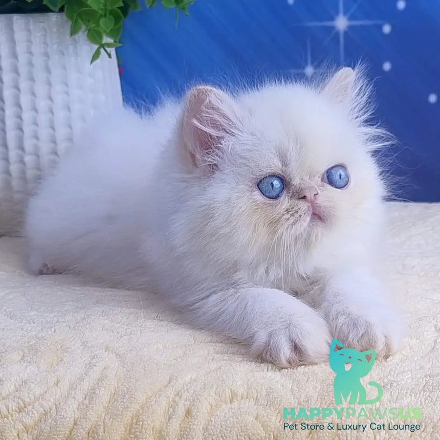 Seila Persian female cream pointed - live animals