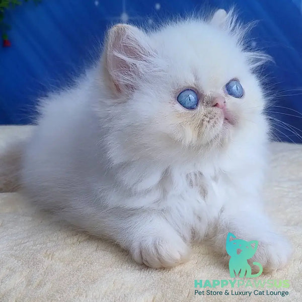 Seila Persian female cream pointed - live animals