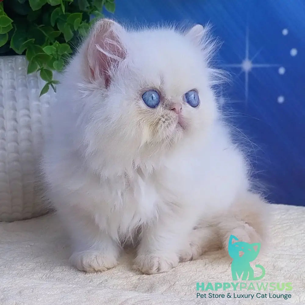 Seila Persian female cream pointed - live animals