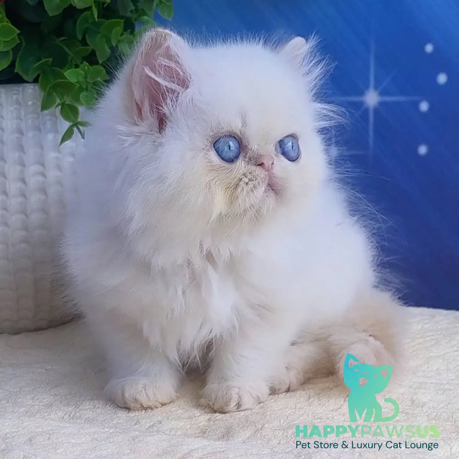 Seila Persian female cream pointed - live animals