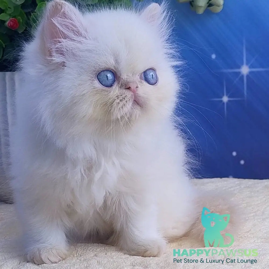 Seila Persian female cream pointed - live animals