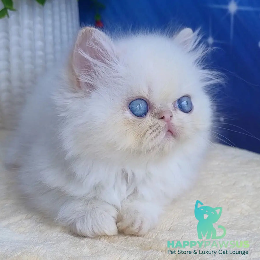 Seila Persian female cream pointed - live animals