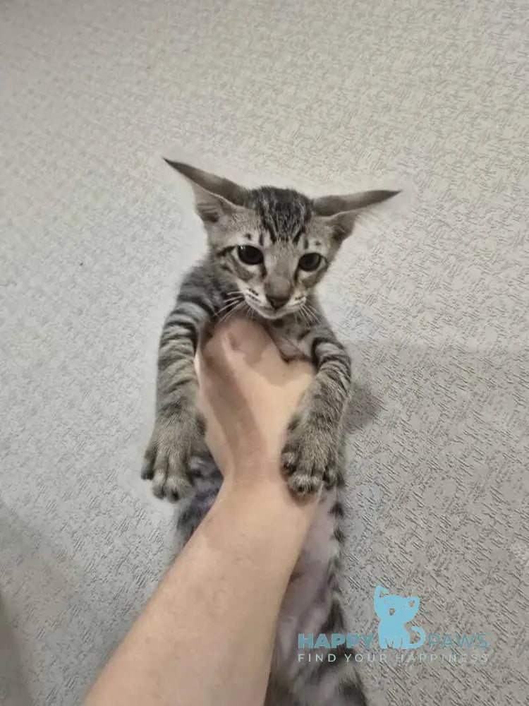 Selen Oriental Shorthair male black tabby live animals