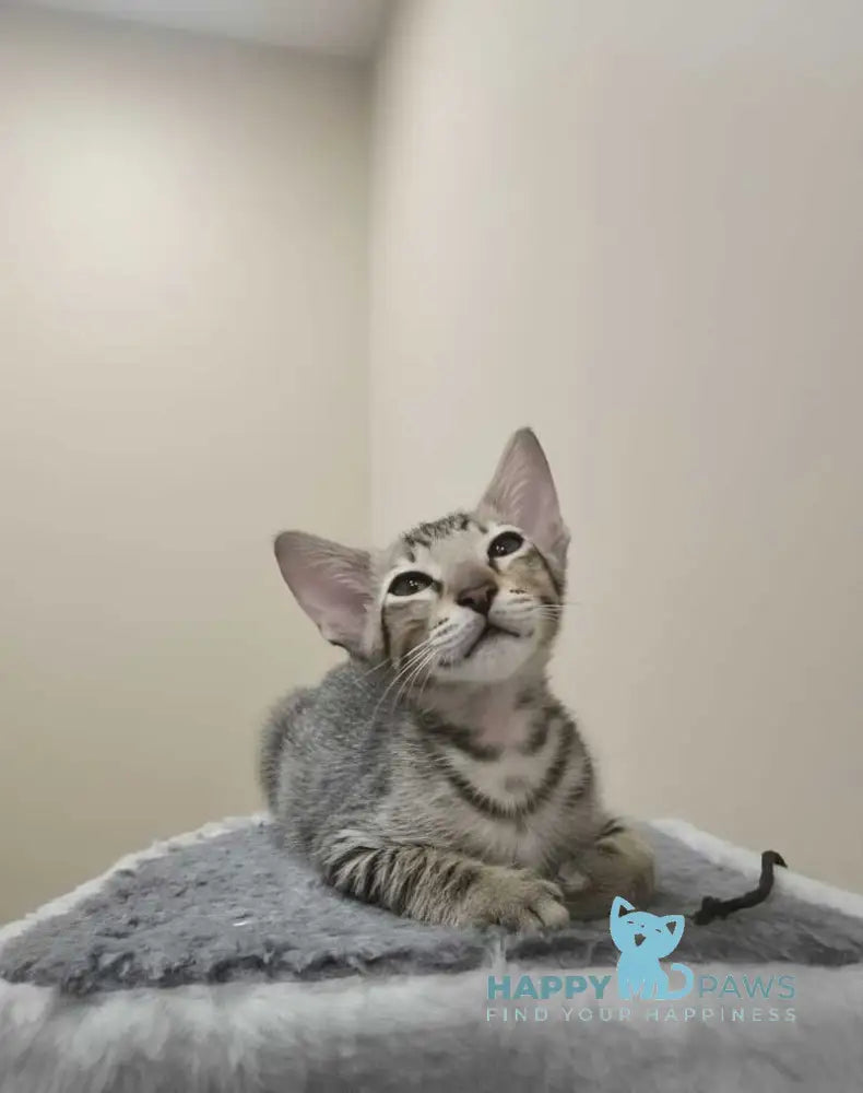 Selen Oriental Shorthair male black tabby live animals