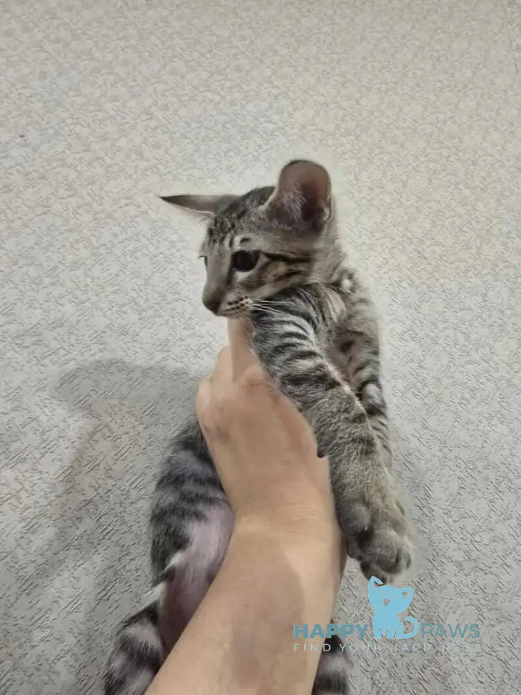 Selen Oriental Shorthair male black tabby live animals
