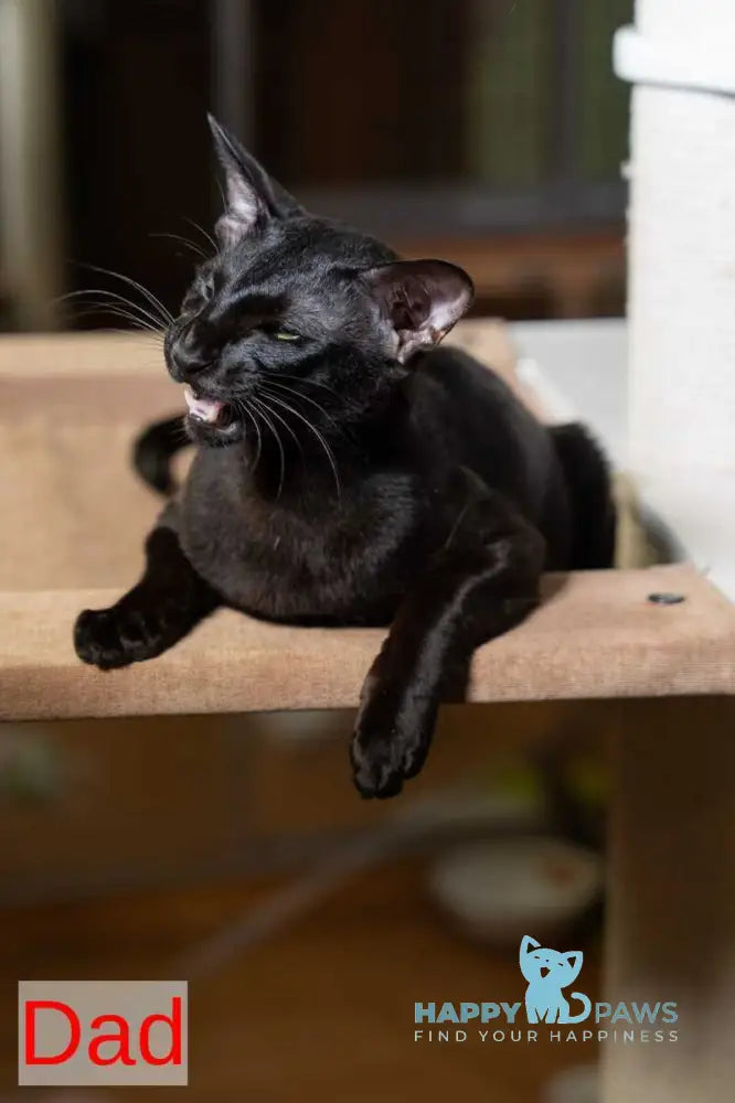 Selen Oriental Shorthair male black tabby live animals