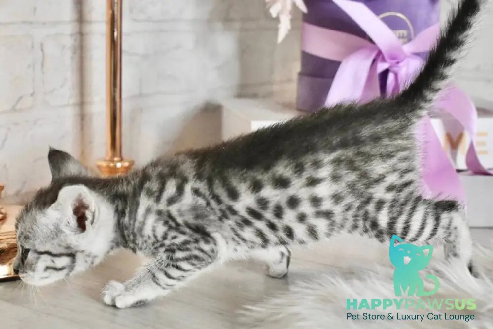 Selen Savannah female black silver spotted tabby - live animals