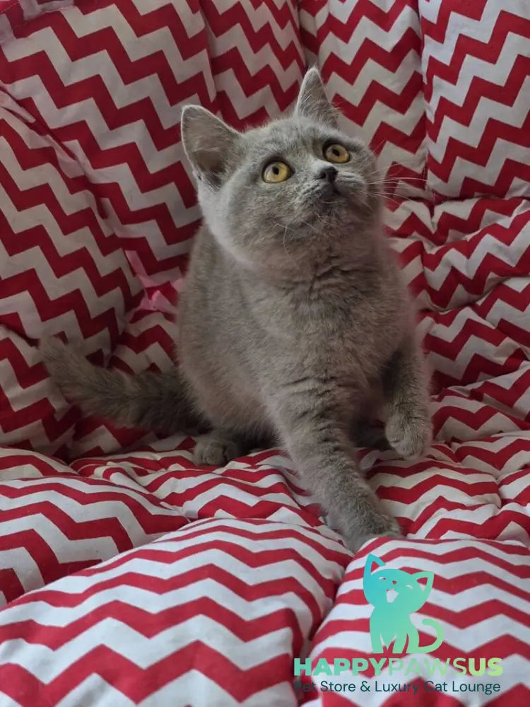 Selena British Shorthair female lilac - live animals
