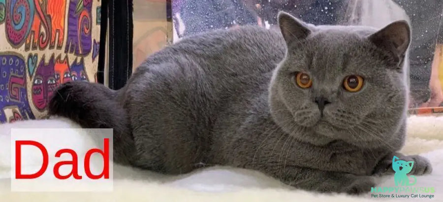 Selena British Shorthair female lilac - live animals