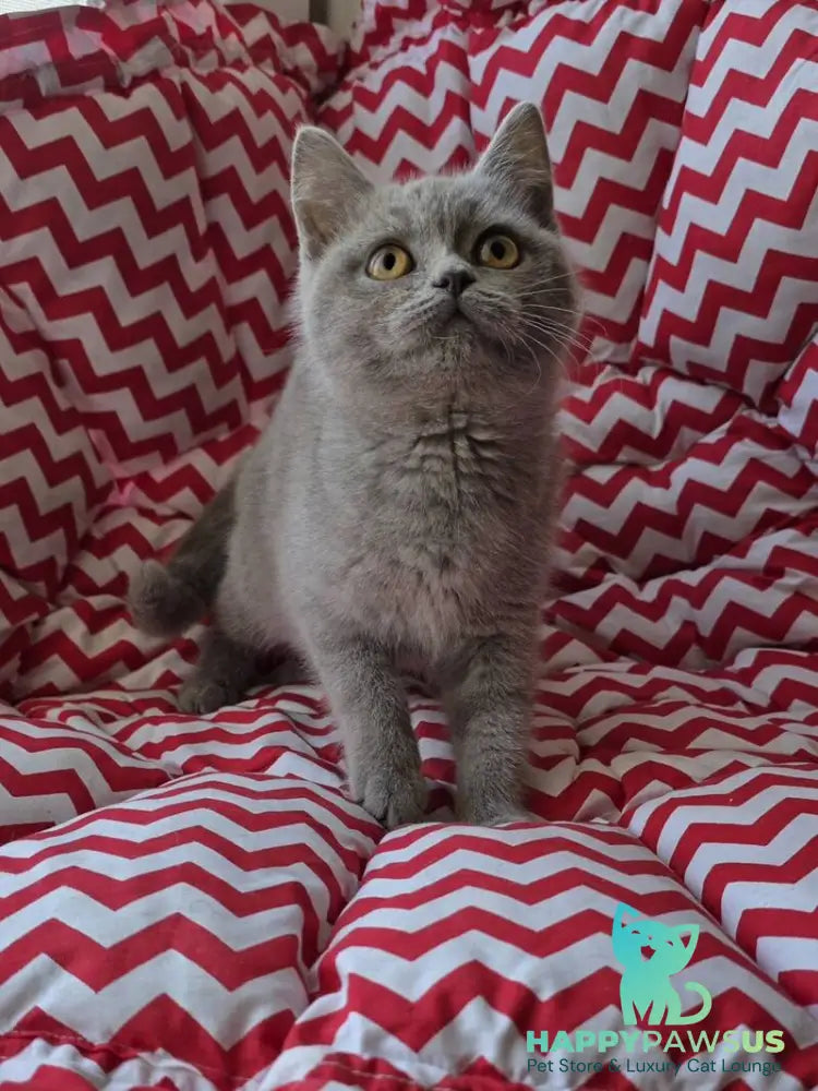 Selena British Shorthair female lilac - live animals