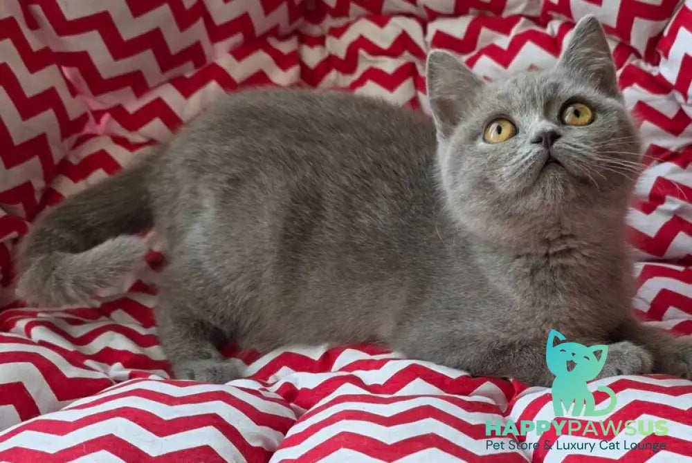 Selena British Shorthair female lilac - live animals