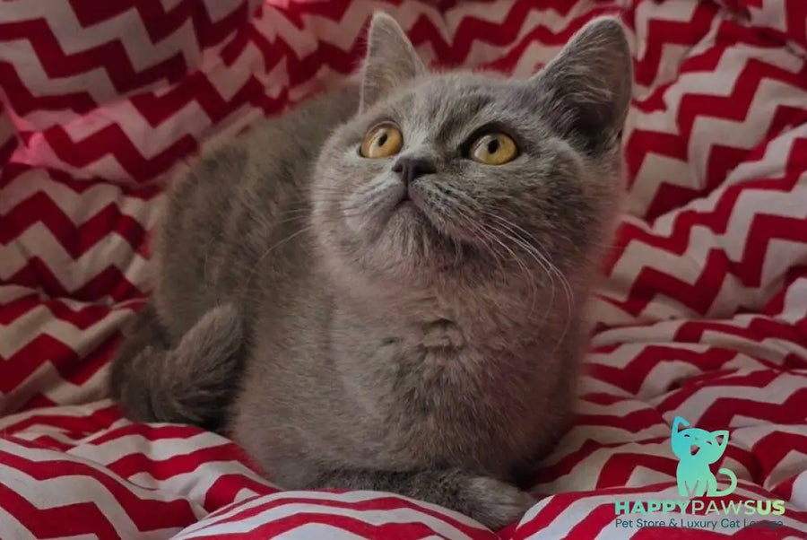 Selena British Shorthair female lilac - live animals