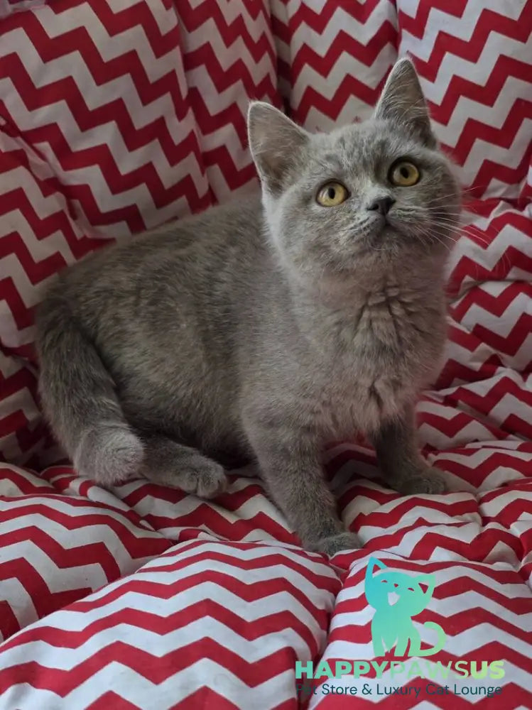 Selena British Shorthair female lilac - live animals