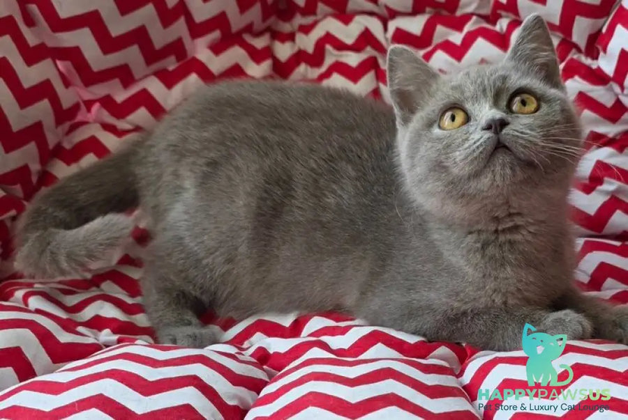 Selena British Shorthair female lilac - live animals