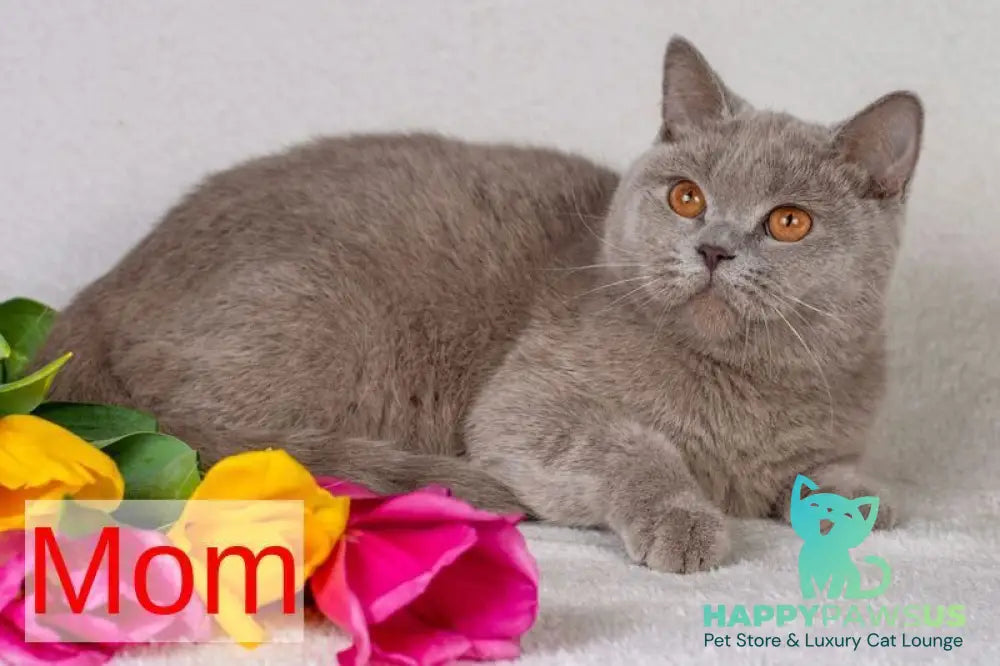 Selena British Shorthair female lilac - live animals