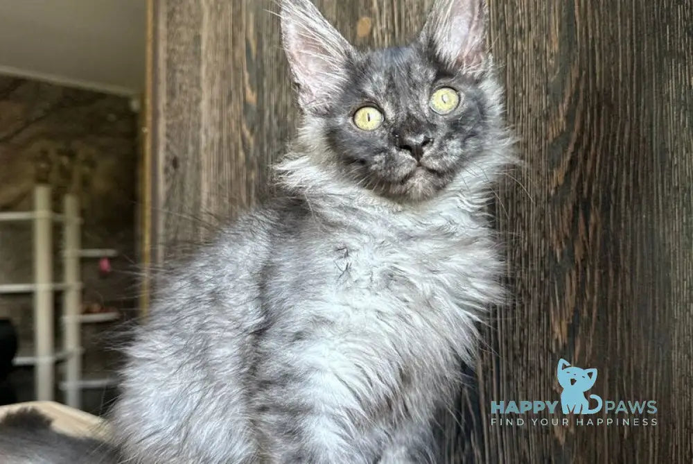 Selena Maine Coon female black silver live animals