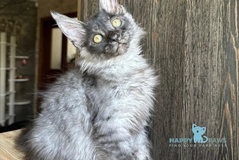 Selena Maine Coon female black silver live animals
