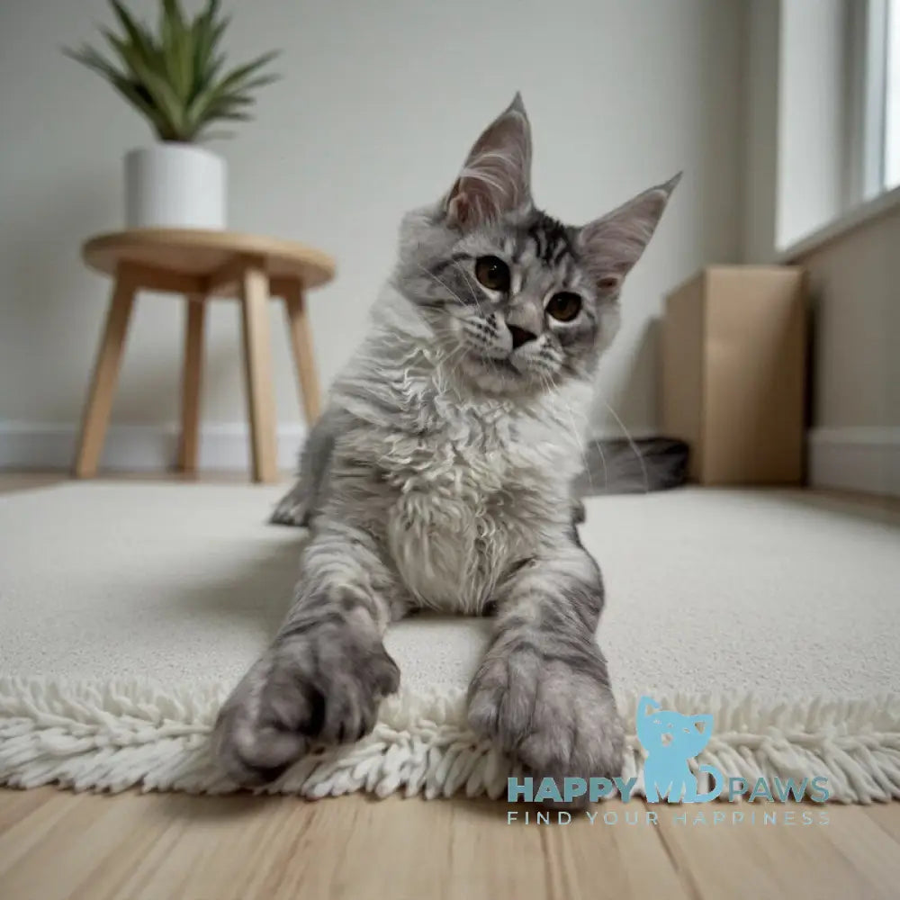 Selena Maine Coon polydactyl female black silver ticked tabby live animals