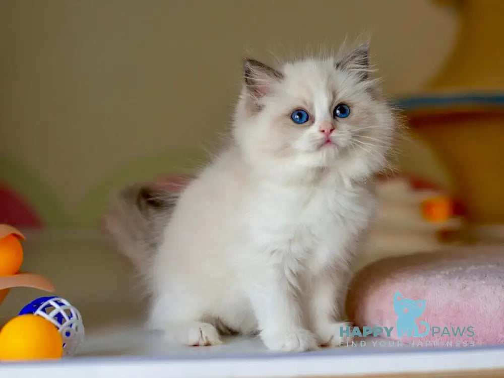 Selena Ragdoll female seal bicolour live animals