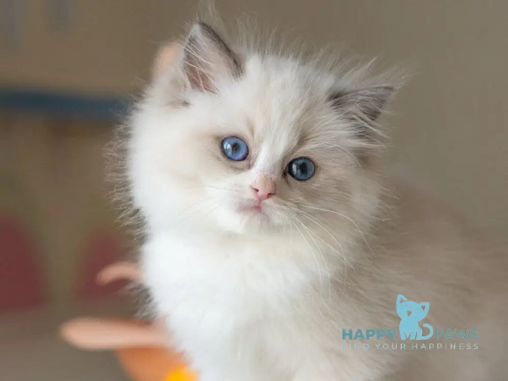 Selena Ragdoll female seal bicolour live animals