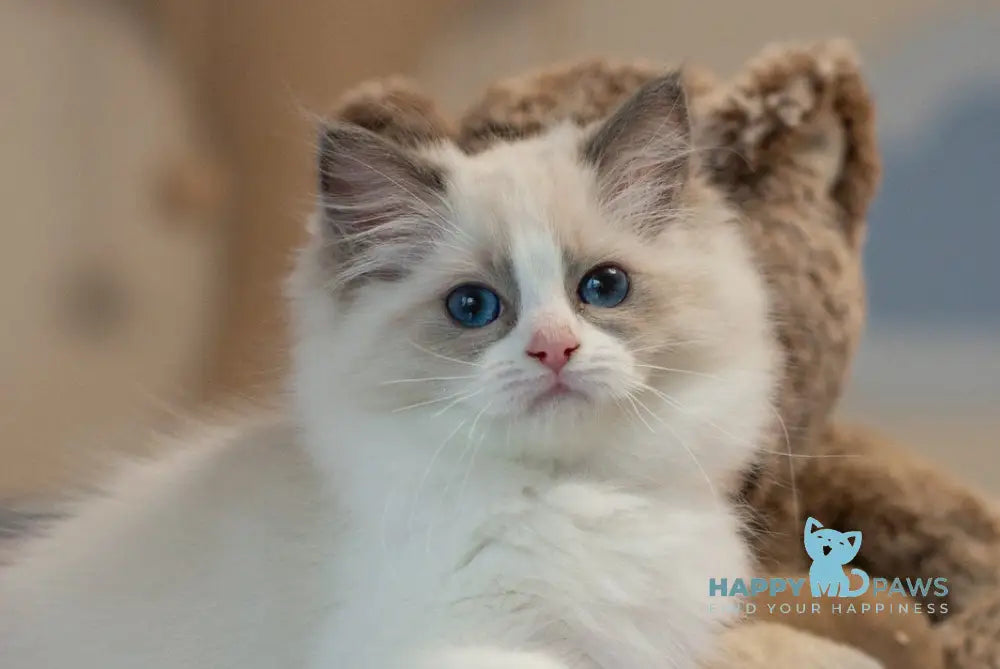 Selena Ragdoll female seal bicolour live animals