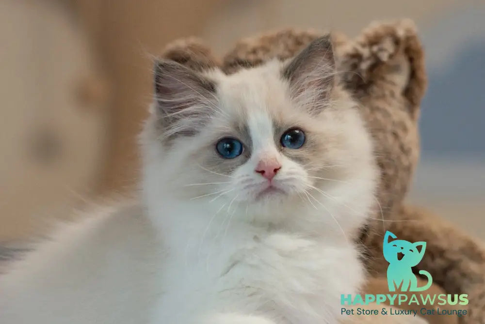 Selena Ragdoll female seal bicolour live animals