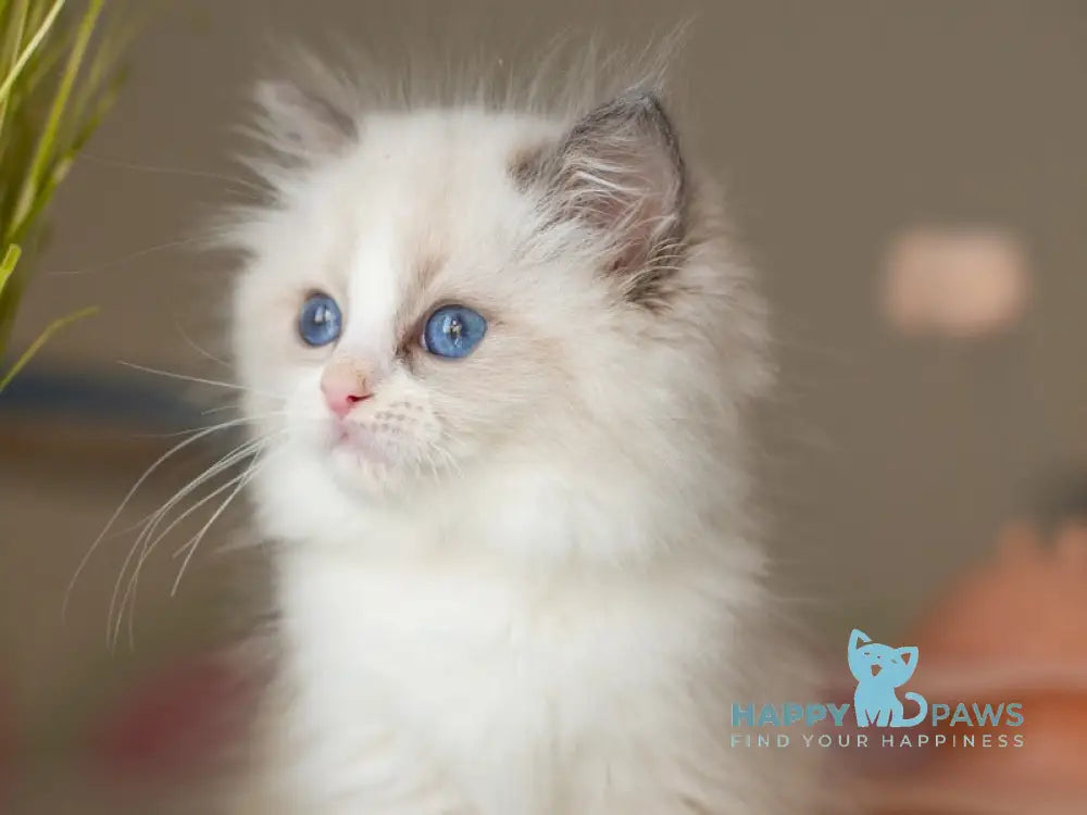 Selena Ragdoll female seal bicolour live animals