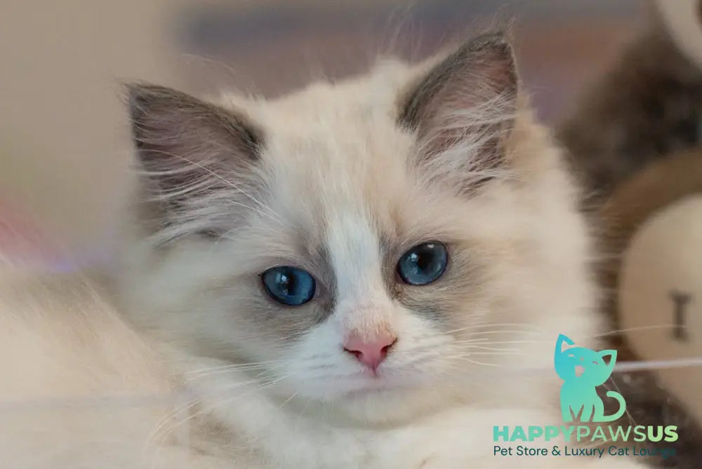 Selena Ragdoll female seal bicolour live animals