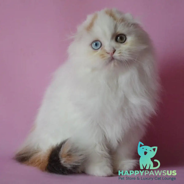 Selena Scottish Fold female black tortie van - live animals