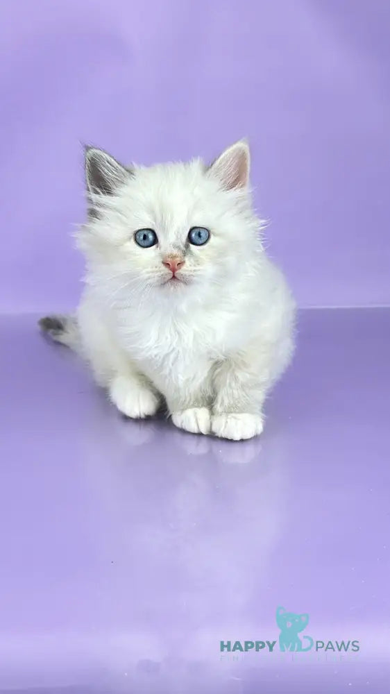 Selena Siberian female blue cream tortie tabby point live animals