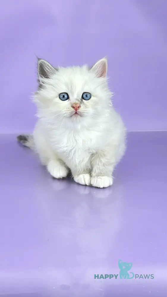 Selena Siberian female blue cream tortie tabby point live animals