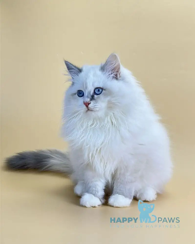 Selena Siberian female blue cream tortie tabby point live animals