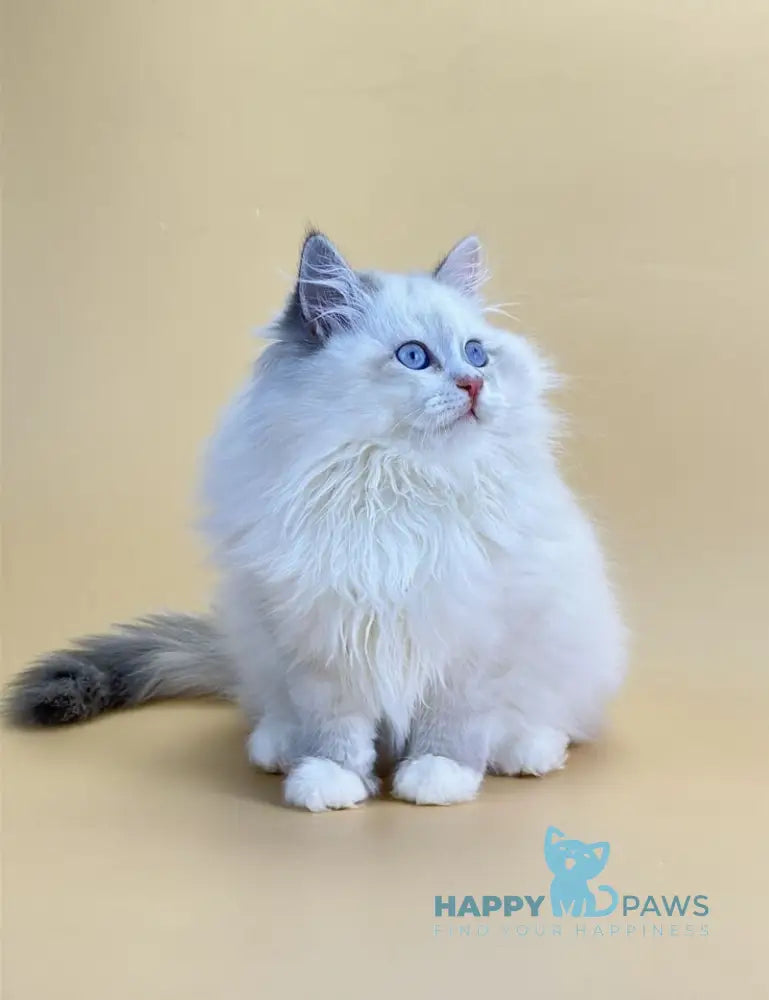 Selena Siberian female blue cream tortie tabby point live animals