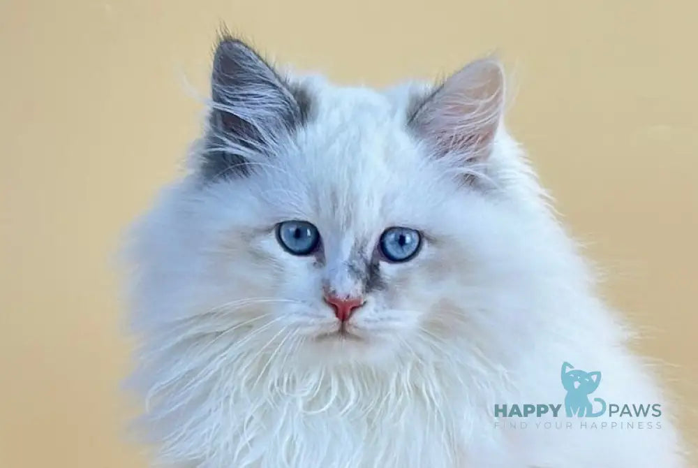 Selena Siberian female blue cream tortie tabby point live animals