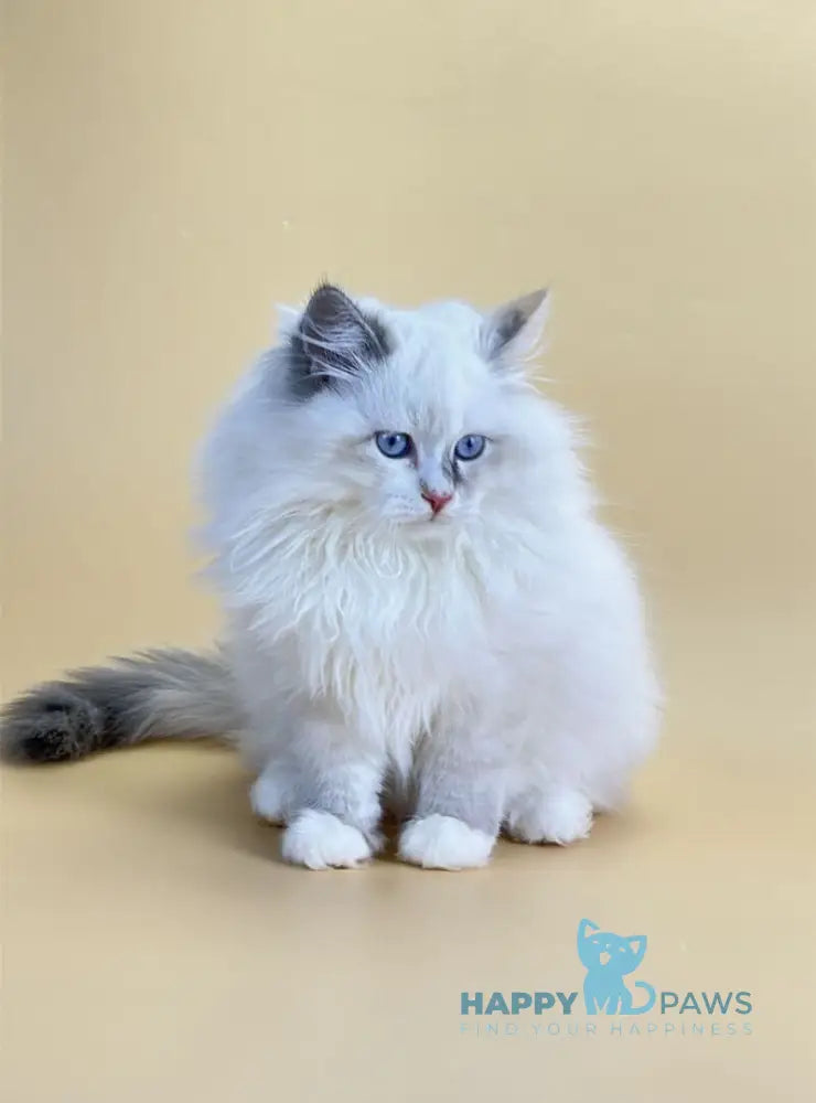 Selena Siberian female blue cream tortie tabby point live animals