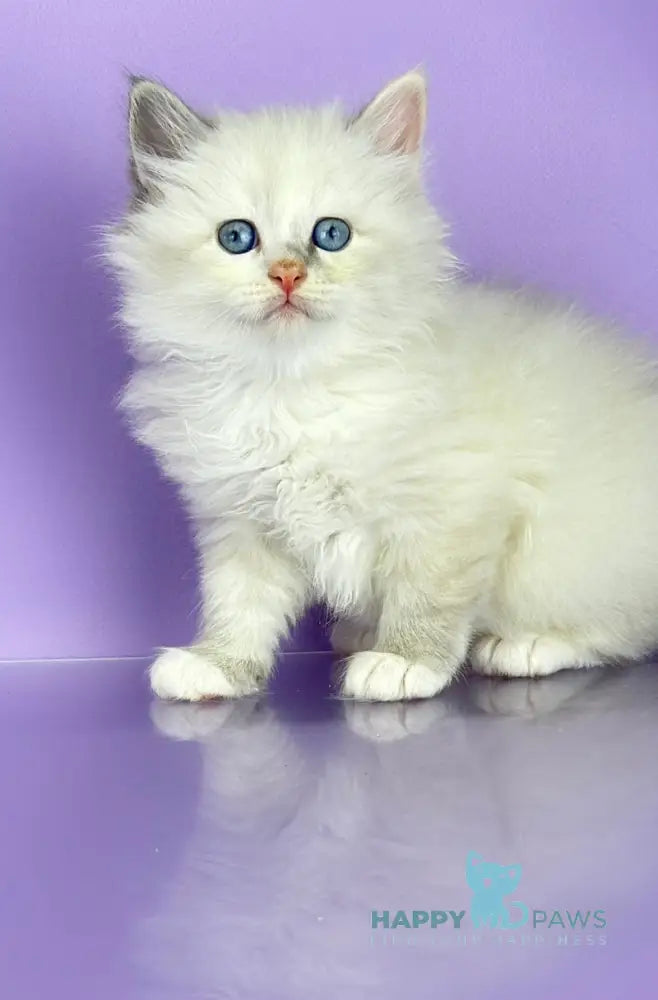 Selena Siberian female blue cream tortie tabby point live animals