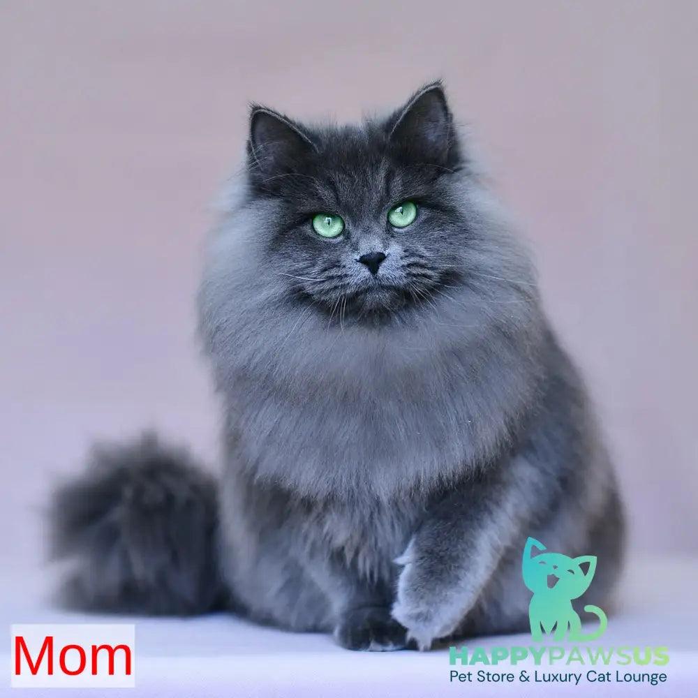 Selester Siberian male blue silver