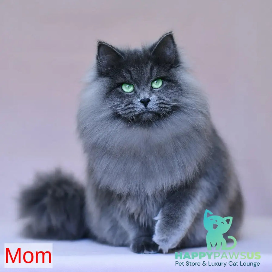 Selester Siberian male blue silver