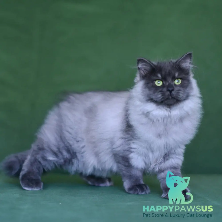 Selester Siberian male blue silver
