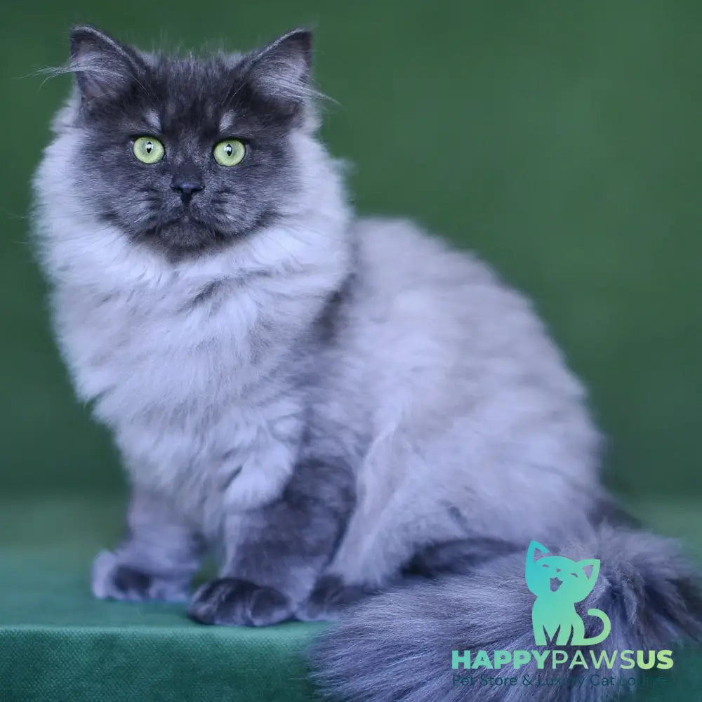 Selester Siberian male blue silver