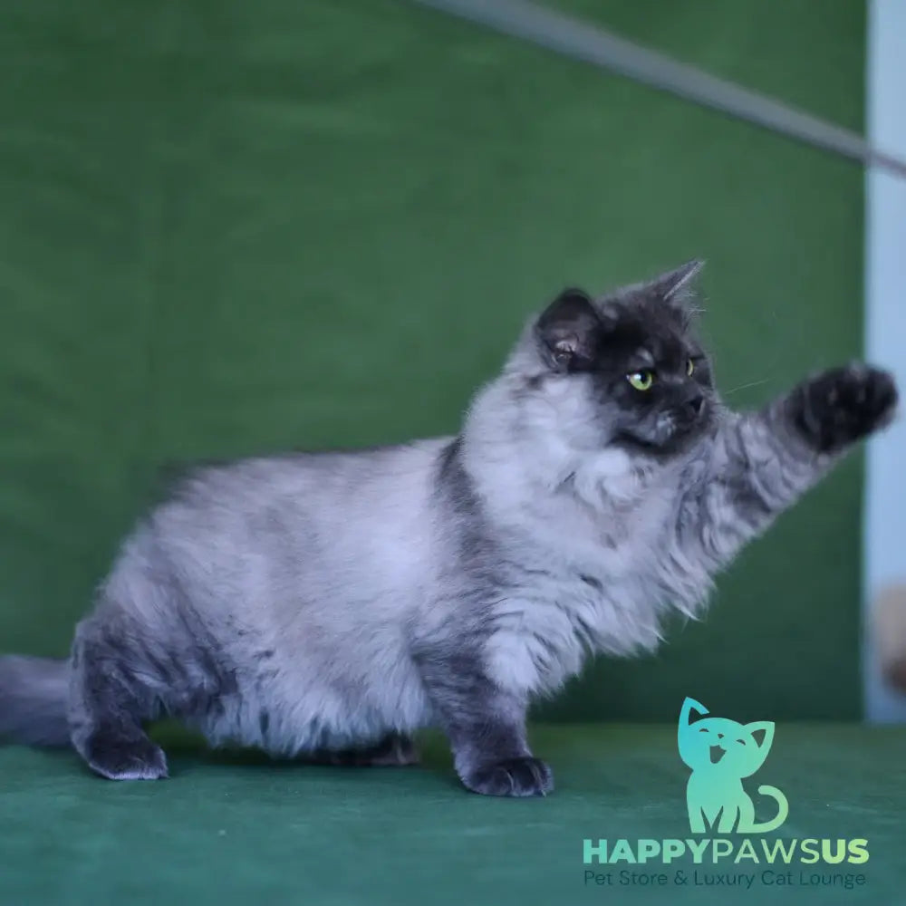 Selester Siberian male blue silver