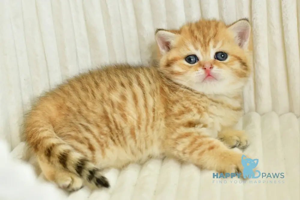Selin Scottish Straight female chocolate golden spotted tabby live animals