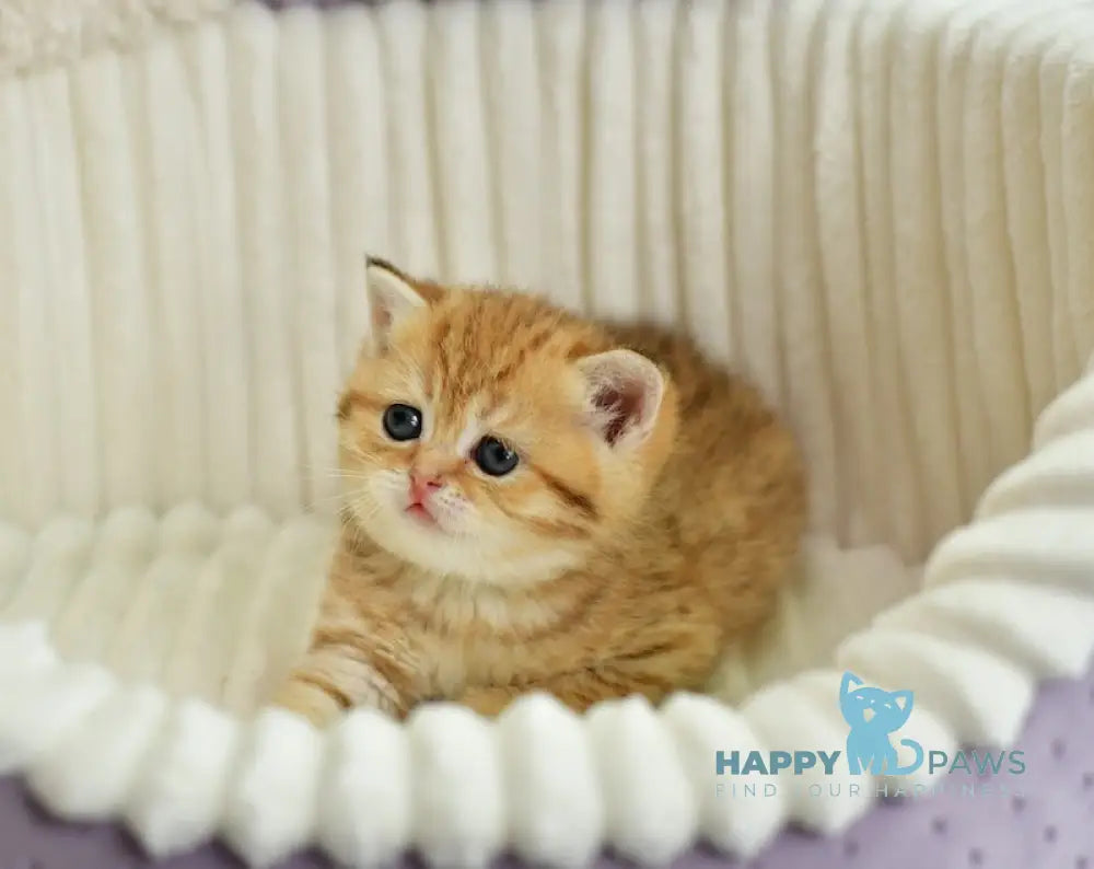 Selin Scottish Straight female chocolate golden spotted tabby live animals