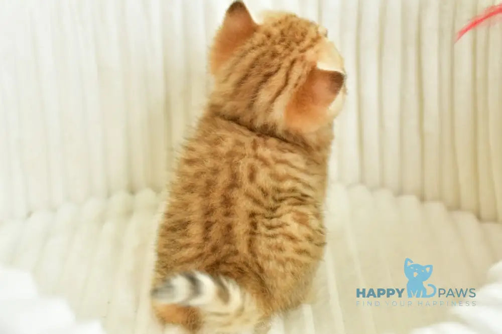 Selin Scottish Straight female chocolate golden spotted tabby live animals