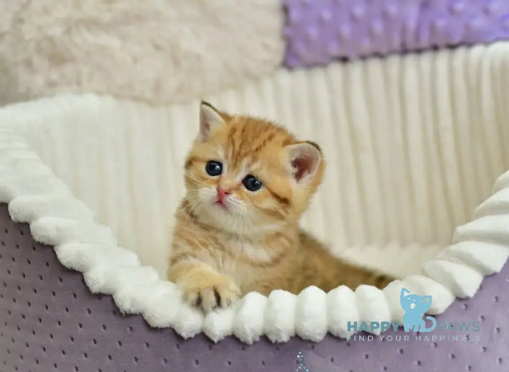 Selin Scottish Straight female chocolate golden spotted tabby live animals